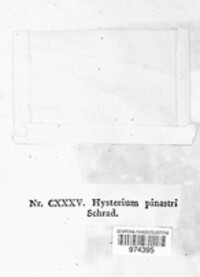 Lophodermium pinastri image